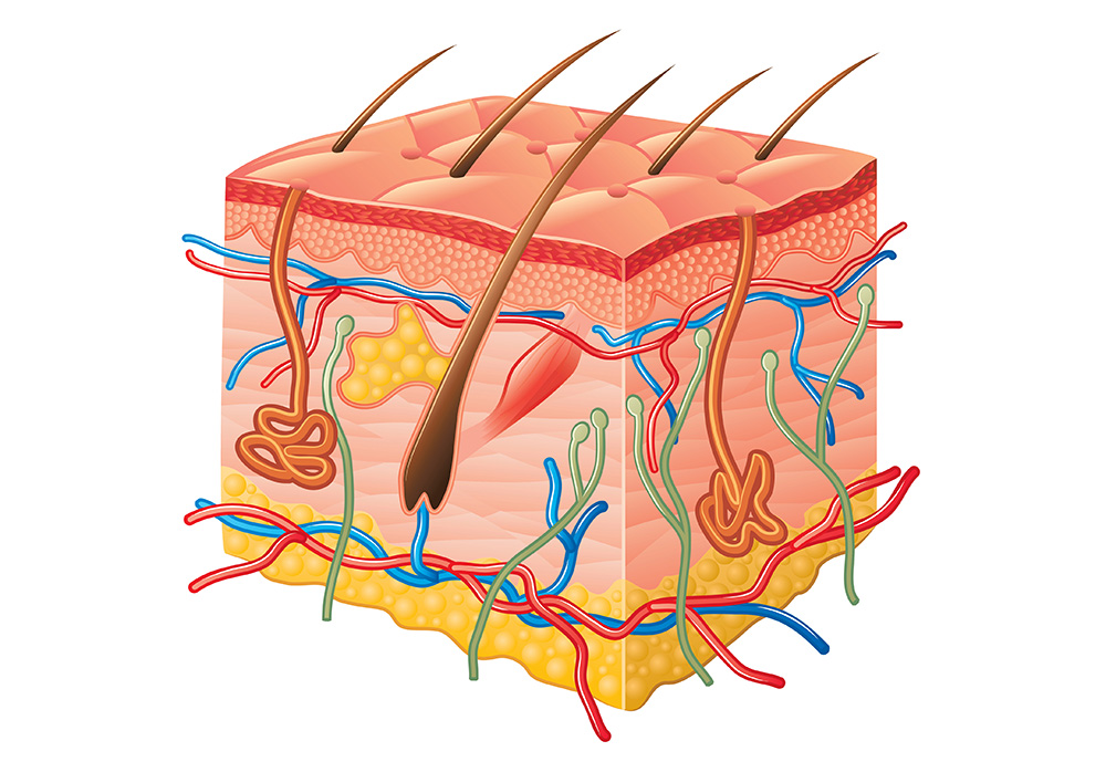 Technology That is Cloned into Human Tissue